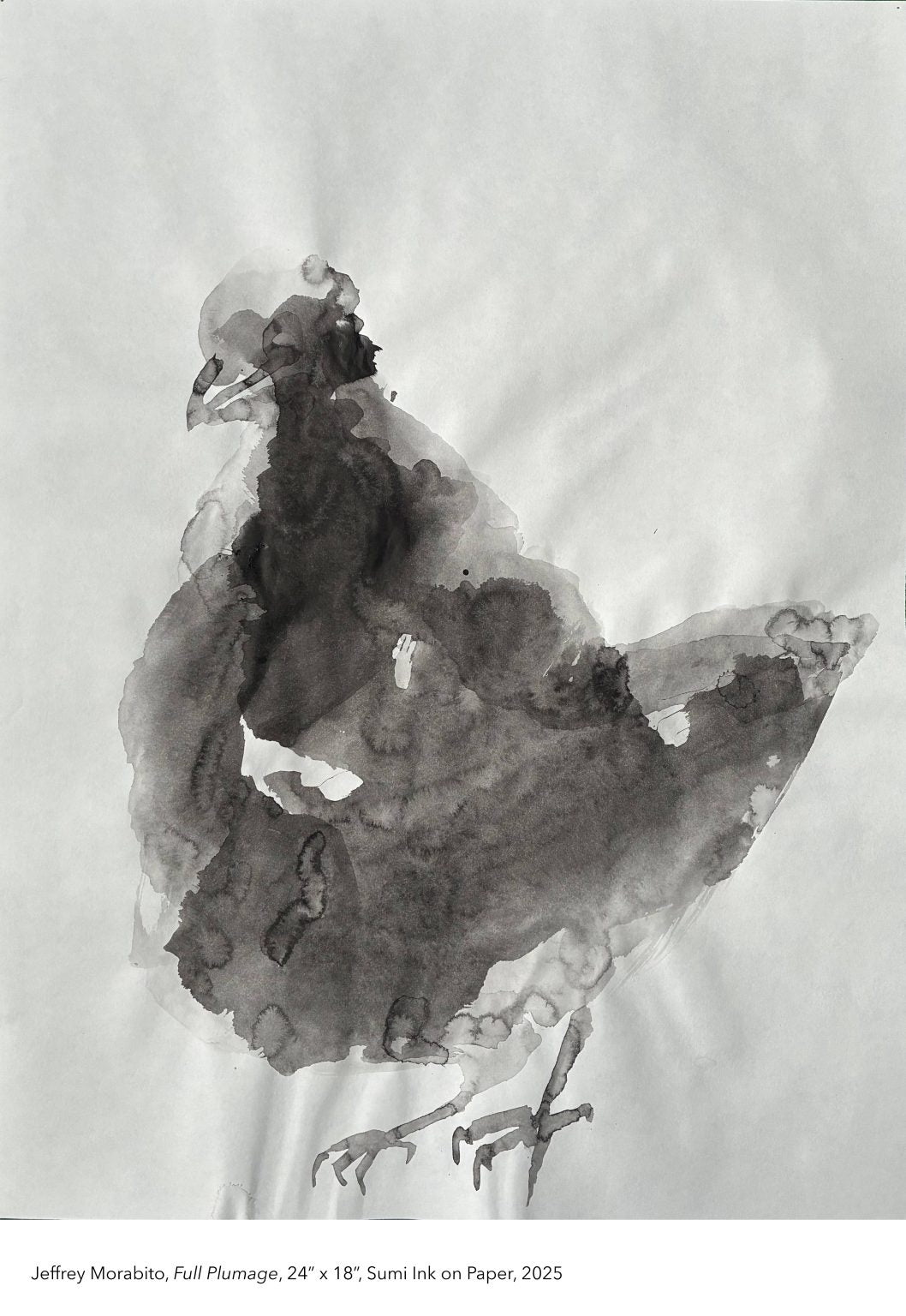 Full Plumage by Jeffrey Morabito